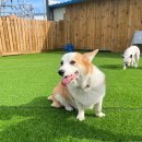 당곡운동장 | 넓은 옥외운동장이 있는 신림애견유치원 평생 사랑할 개