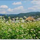 봉평메밀밭 이미지