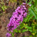 지곡천 산책로 이미지