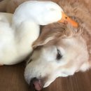 우정오리 이미지