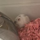 쫄랭쫄랭 이미지