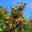 부유마트 | 진영 부유 단감 추천 단감 제철에 꼭 찾게 되는 이유