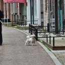 드림정형외과의원 | [미미일상] 청주 정형외과 야간 진료/ 발목 삐끗했을 때 / '서울드림정형외과'