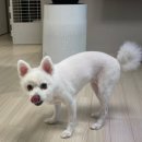 조인트 동물병원 | 댕댕이의 하루 루틴, 씹어먹는 강아지관절영양제 강츄조인트 톡톡 리얼 체험 후기