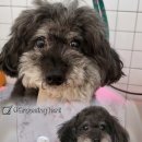 하니 그루밍( Hani Grooming) 네이버블로그