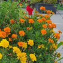 메리골드 이미지