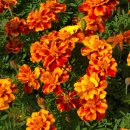 다릿재농원캠핑장 이미지