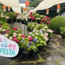 서귀포시 안덕면사무소 길위에서 수국 축제 이미지