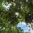 빈정공원 | 10.[다낭] 마지막 날 - 쇼핑(3회)일정 - 영흥사 - 다낭대성당 - APEC 공원