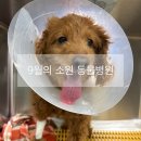 내친구동물병원 | 인천 구월동 동물병원 9월의 소원 동물병원 강아지 스케일링