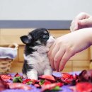 의정부 강아지분양 고양이분양 애견분양 펫하임 의정부본점 이미지