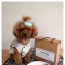 오도그 이미지