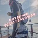 메탈웍스 | 20240707 동해 포항권 대구 타이라바 대구라바 선상낚시 [블랭크웍스 프로젝트 텐빈 T1100갈치 지깅 로드]