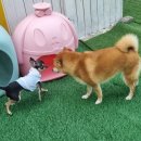 독스호텔리어 이미지