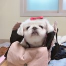 까까 주시개 | [대구 가볼만한 곳] 대구 애견카페 젠틀펫 솔직후기