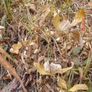 산약초와 산행 이미지