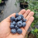 산지농장 이미지