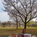 바꼬미랑 안산 호수공원 피크닉 데이트 : 벚나무 아래서 벚꽃 보며 도시락 먹기 이미지