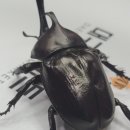 대구곤충마트 이미지