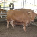 차오름한우농장 이미지