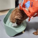펫코 | (내돈내산) 강아지 밥그릇 후기_펫코본 강아지 밥그릇