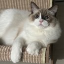 feat. 울집 고앵이🐈가 사고쳐서 하게 된 펌핑밤 후기 찌기 이미지