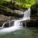 평창군 종합관광안내소 | [강원도 평창군] 막동계곡 - 전 견종 가능 · 맹견 입마개 · 목줄 착용 · 배변봉투 지참