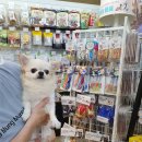 봄가을 애견미용 이미지