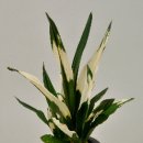 &#39;만년청(萬年靑) - Lily of China, Rohdea 이미지