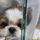 반려하다 이미지