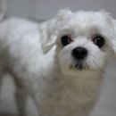 섬나라하얀집 이미지