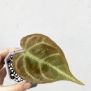 피여리 이미지