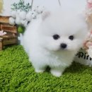 오렌지애견샵