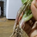 덕수니네 이미지