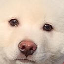 자브종 이미지
