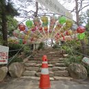 세종 가볼만한곳 구절초 꽃축제 영평사