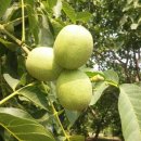 상리농장 이미지