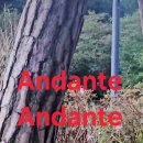 Andante Andante 이미지