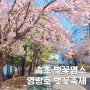 강원특별자치도속초의료원 | 2026 영랑호 벚꽃축제 속초 벚꽃 실시간 4월 실황 속초 여행코스 추천 벚꽃명소