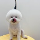 디어마이모모 이미지
