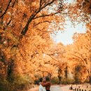 해바라기태양광 이미지