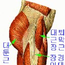 장경인대 증후군 이미지