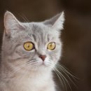 그루밍포유 이미지