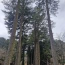 영화로 만나는 힐링 인문학 산책 | 부산 근교 양산 법기수원지 산책 후기 l 편백숲 피톤치드 힐링 명소, 메타세콰이어길과 반송 절경