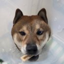 청주 가람동물약국 | 파주 운정 야당 동물병원 &lt;해솔동물병원&gt; 중성화 후기
