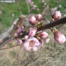 복사꽃공원 이미지