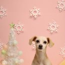 소르베 펫살롱 이미지