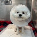 기운내 동물병원 이미지