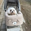 그루밍S | 집에서 강아지 셀프미용 헤디스그루밍 미용해먹 거치대 사용 후기