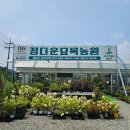 남사화훼단지 정다운 묘목 농원 귤나무 구매후기